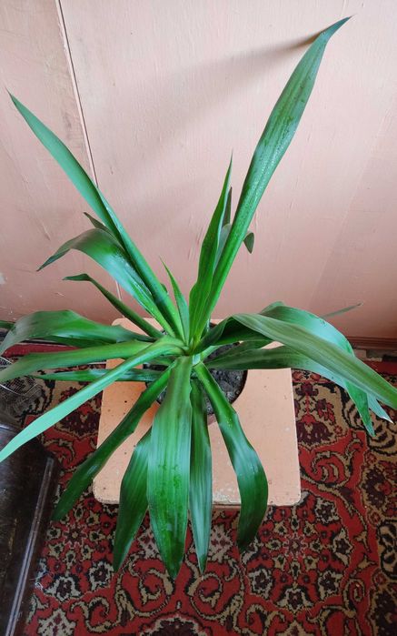 Комнатное растение юкка