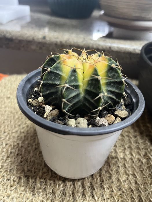 Кактус Гимнокалициум