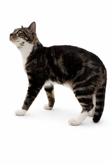 Кот Себастьян,красавец!