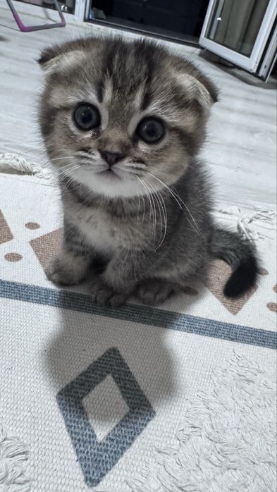 Скотиш фолд котята