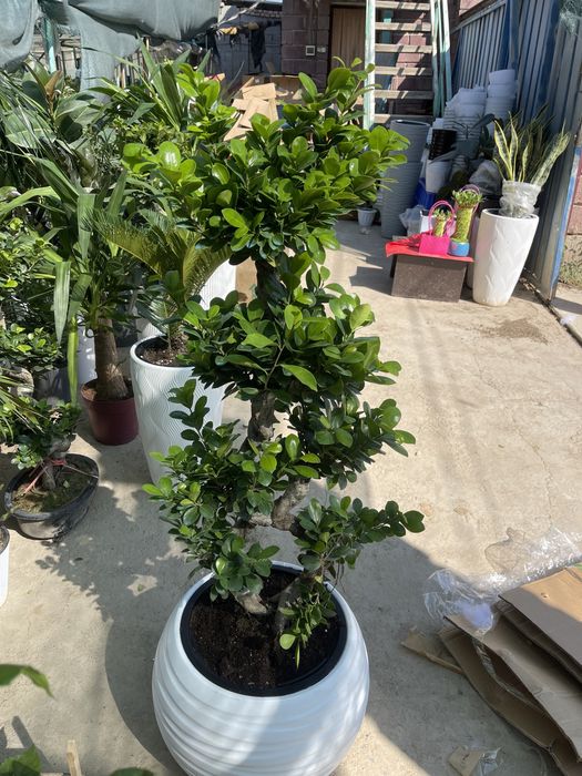 Комнатные растения оптом и в розницу