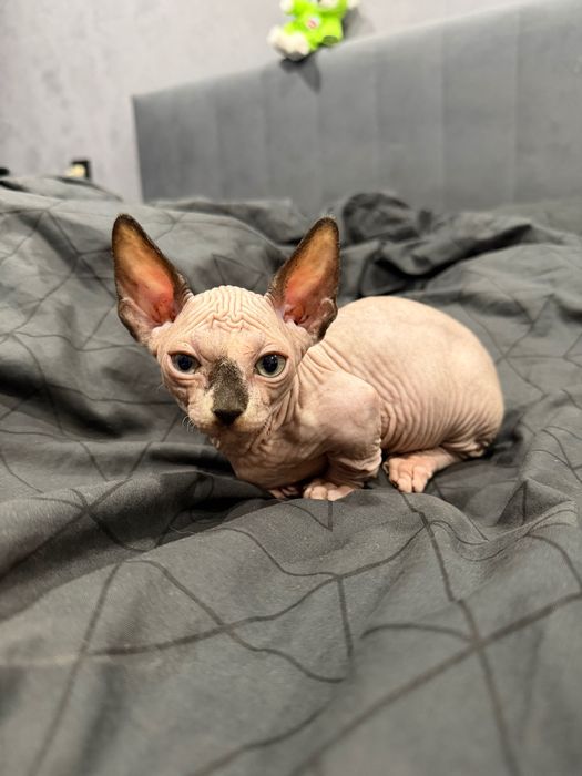 Очаровашки сфинксы бамбино и эльф