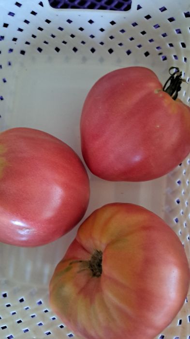 Продам домашние помидоры