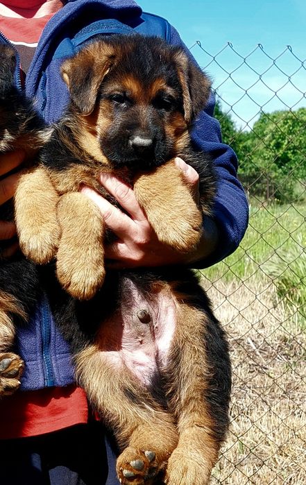 Cățel ciobănesc german cu pedigree