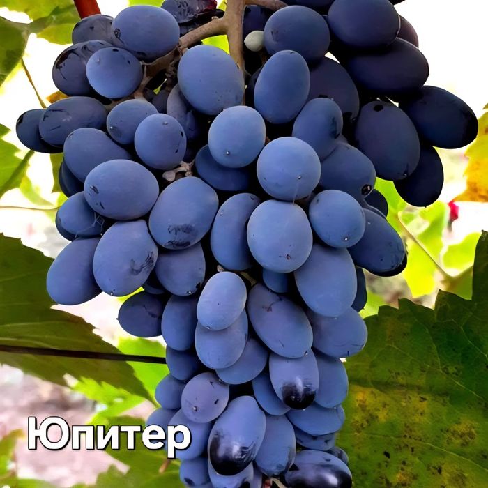 Саженцы винограда Юпитер (кишмиш).