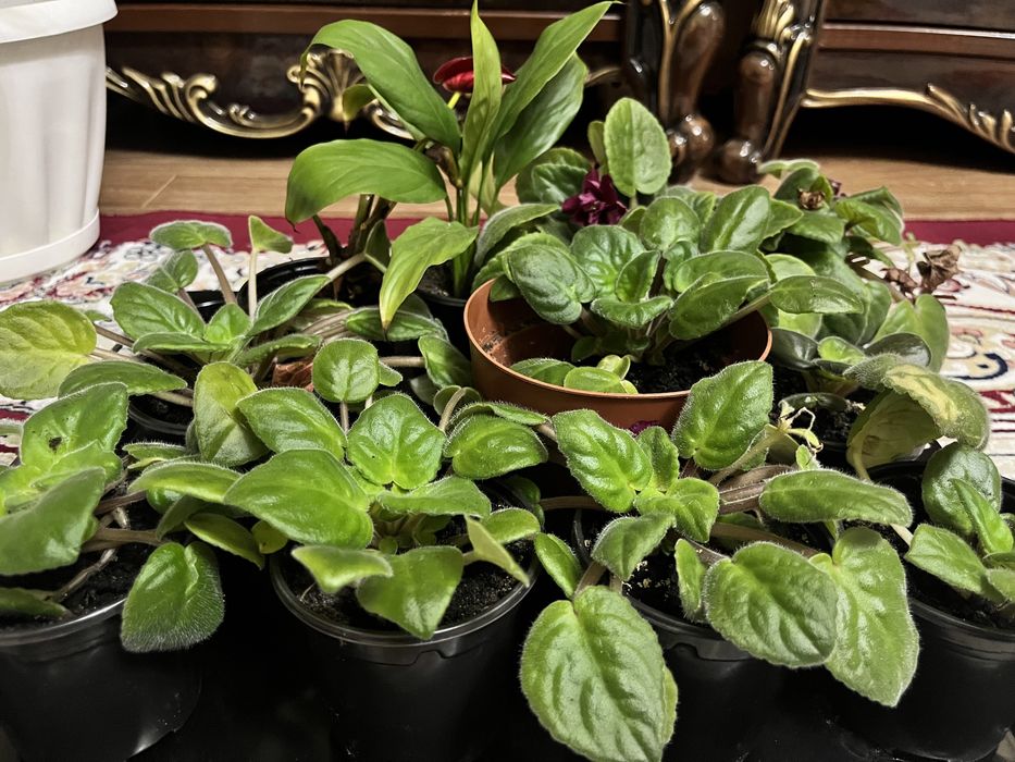 Продам Фиалки разные