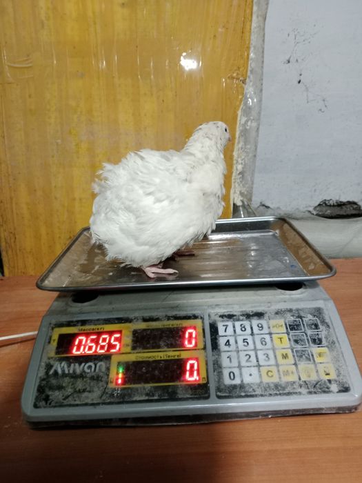 Яйцо перепелиные оптом