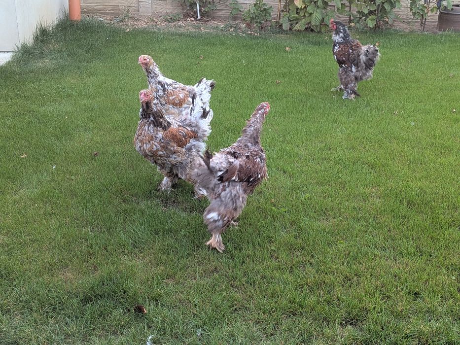 Gaini brahma. Porțelan