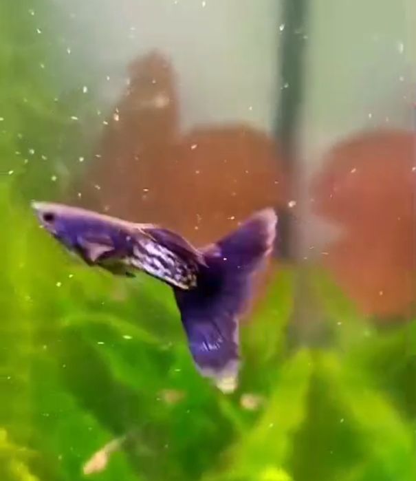 Продам гуппи чистая линия