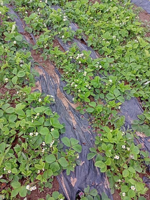 Vând căpșuni stoloni