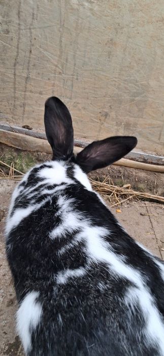 Iepuroaica fluture german