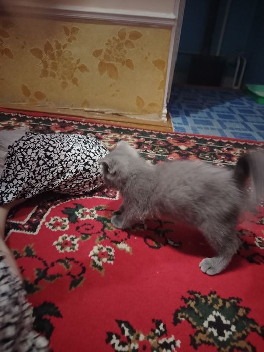 Котята продаётся
