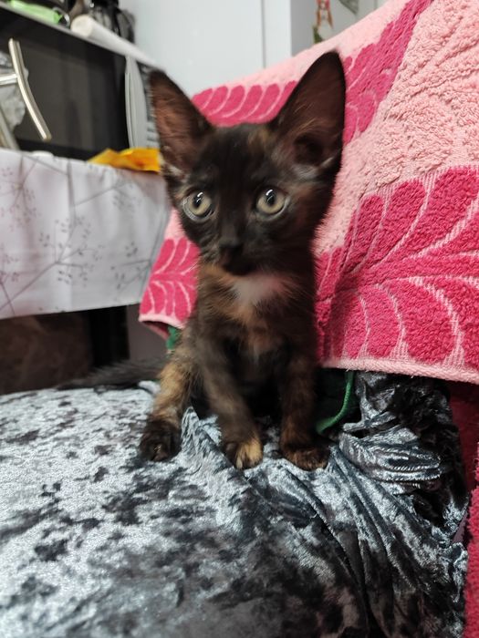 Кошечка 2 месяца