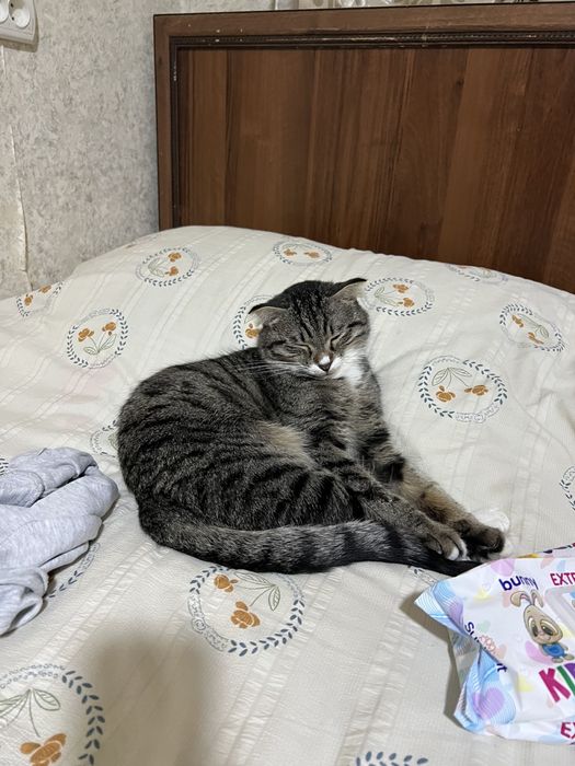 Отдам кошку в хорошие руки.