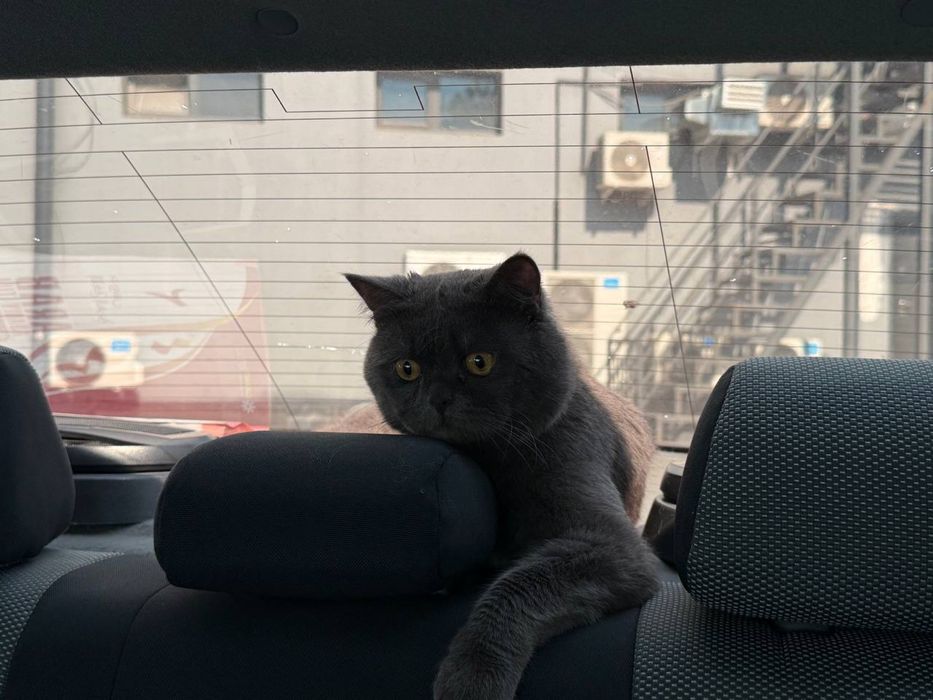British кошка 6 месячная