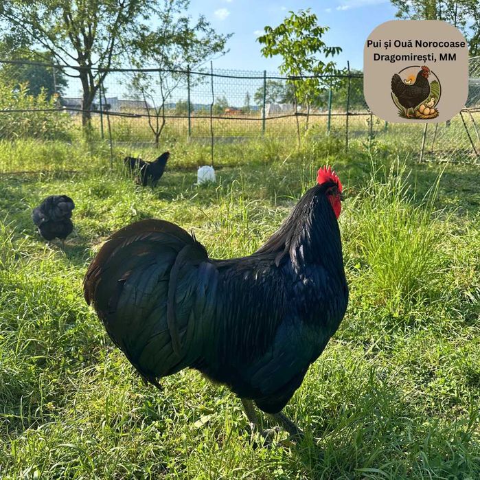 Cocoși Australorp