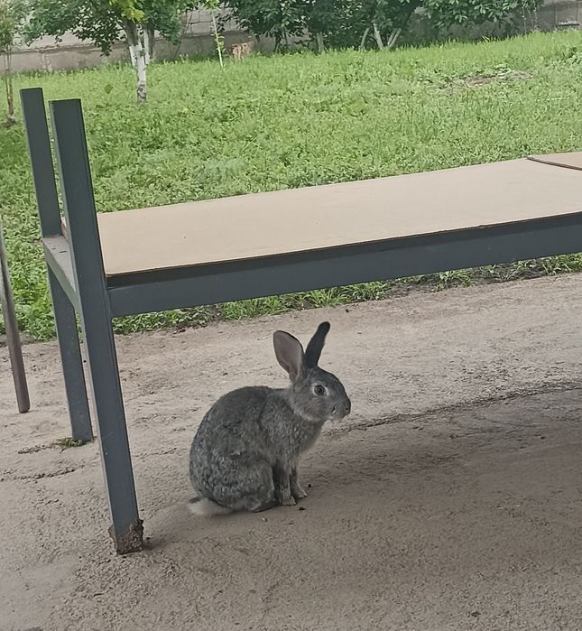 Самец кролик молодой