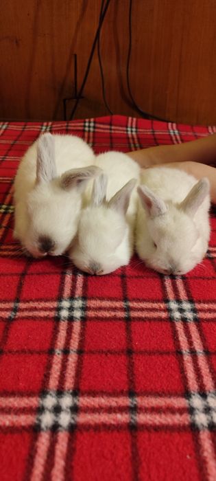 Крольчата беленькие