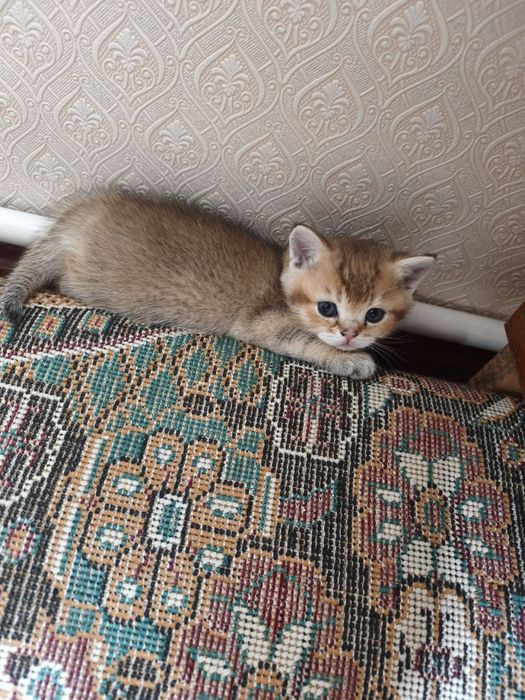 Продаются котята породы британская короткошерстная (золотая шиншилла)