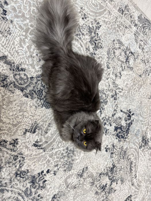 Самец, скоттиш страйт хайленд