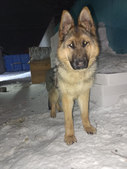 Немецкий овчарка