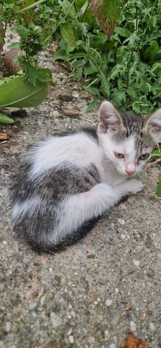 Pisoi pentru adoptie
