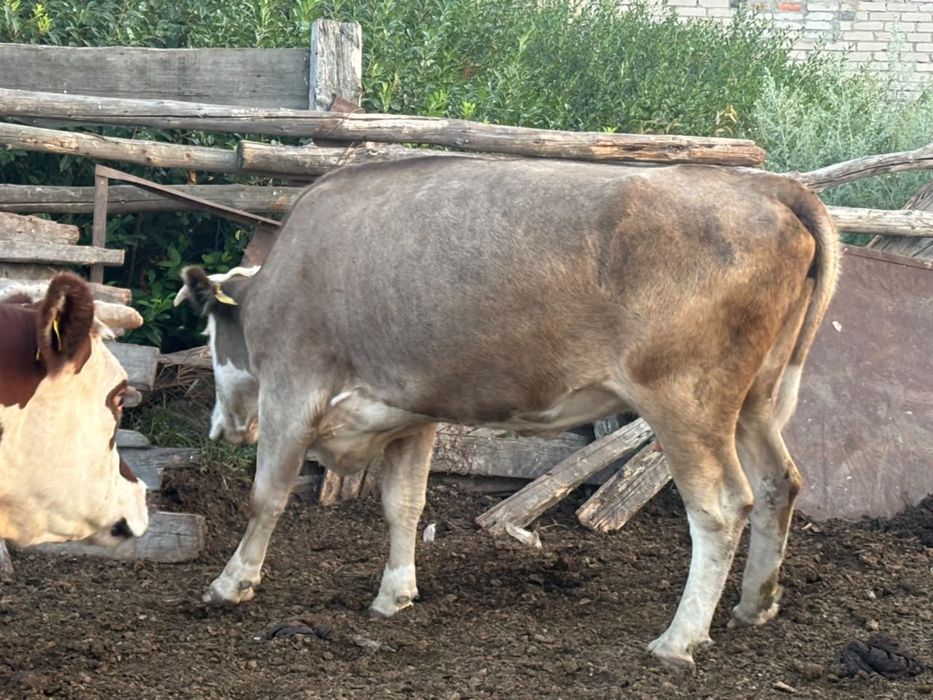 Продам корову 3,5 года ,стельная
