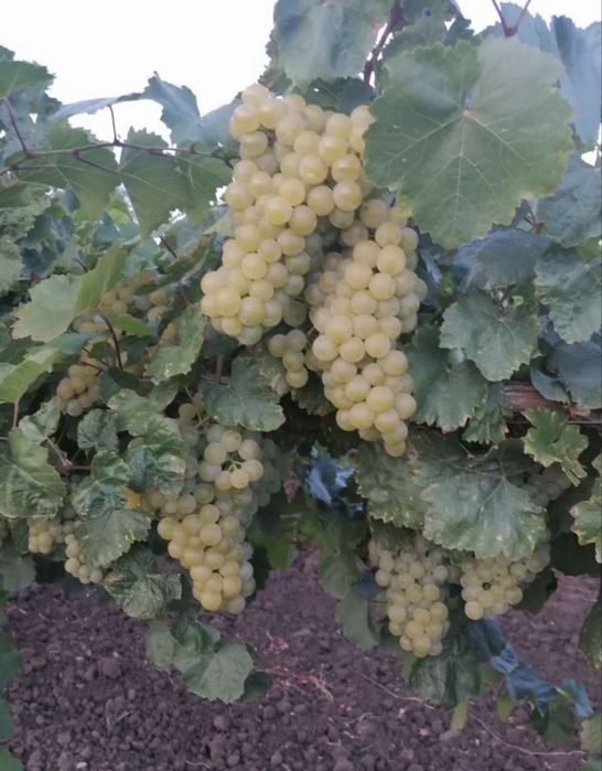 Оптом продажа виноград