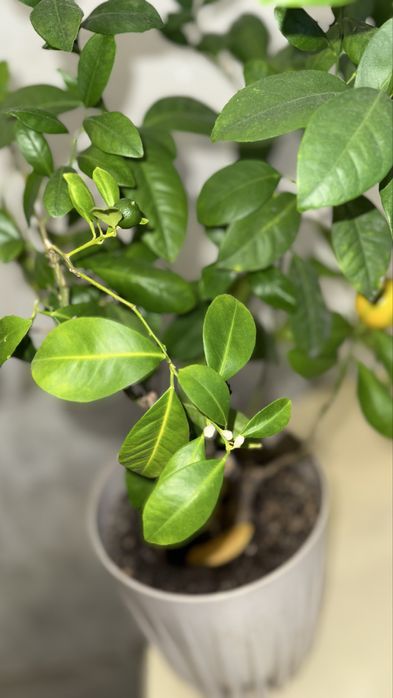 Продам мандариновое дерево