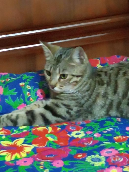 Бенгальская кошка