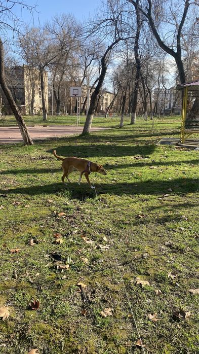 Передержка