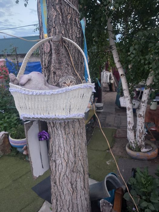 Продам котята 4 месяца британские