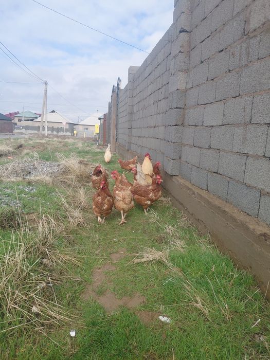 Яйцо инкувационные ломан брауна