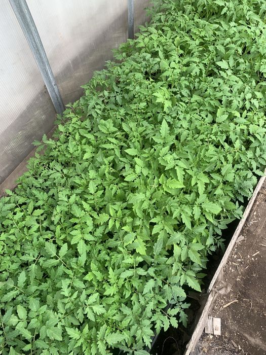 Продам рассаду помидор