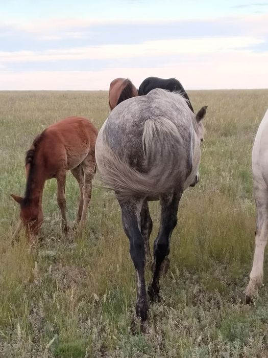Ту бие сат.тез арада