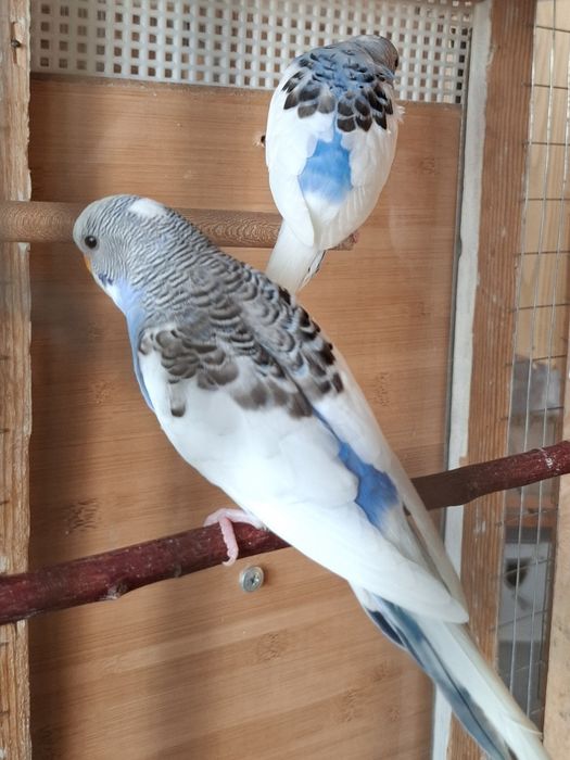 Волнистые попугаи.