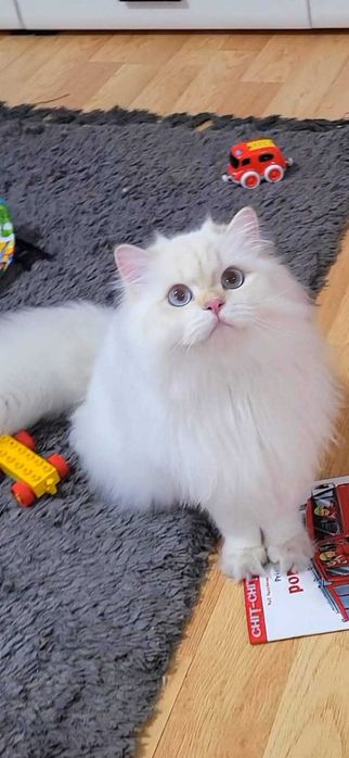 British Longhair baiat superb pedigree