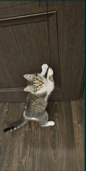 Котёнок 7 месяцев