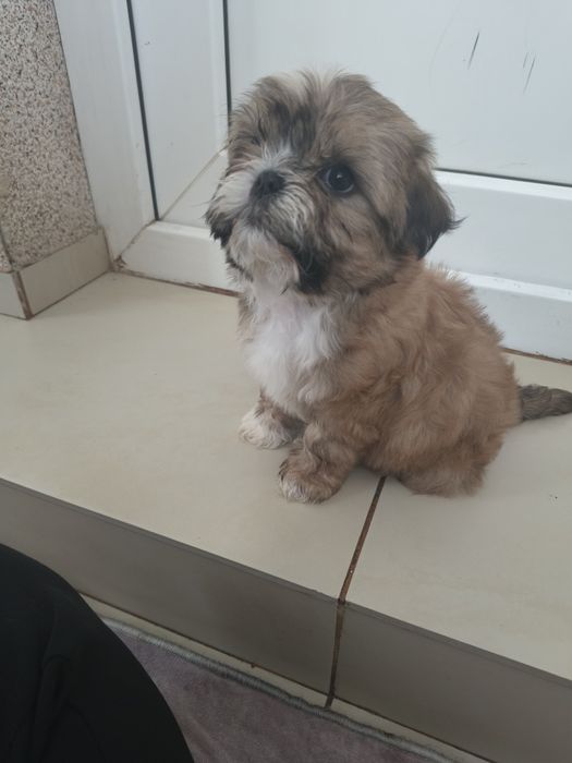Shih Tzu in vârstă de 2 luni
