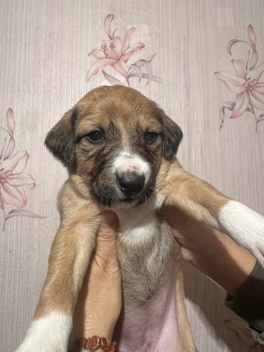 Продам щенков тазы