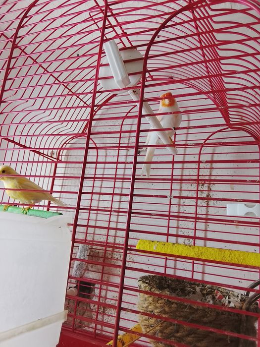 Продам канарейки