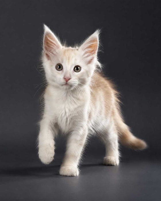 Maine Coon RED SMOKE | culoare spectaculoasă | pedigree WCF Felisa Lynx Rune Code