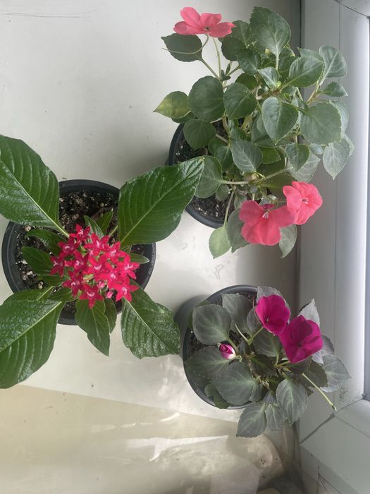 Живые цветы в подарок