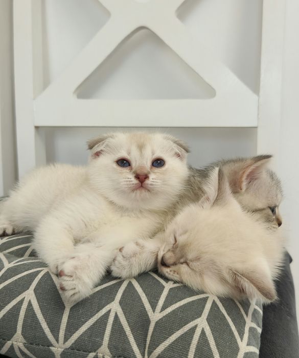 котёнок мальчик вислоухий