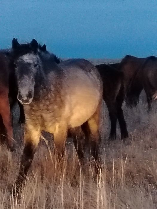 Соғымға  жылқы сатам