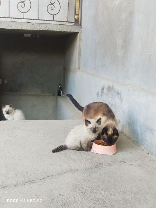 Сиамские котята.