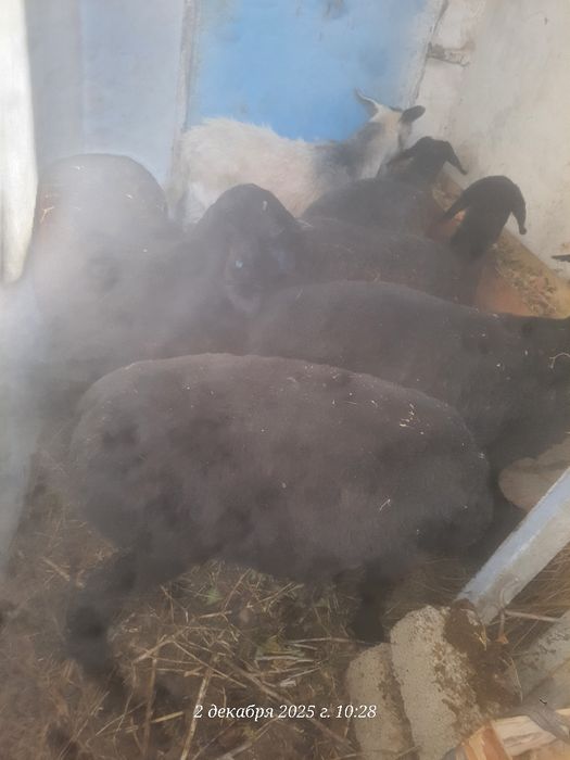 Ургочи кузиларсотилади