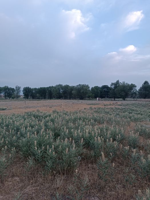 Сдам в аренду земельный участок под КХ