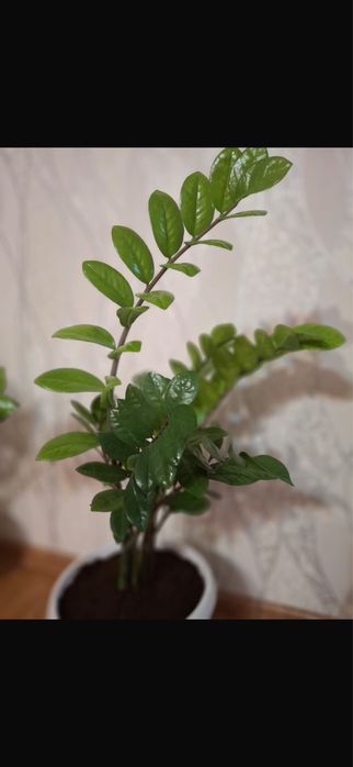 продам цветок замеокулькас