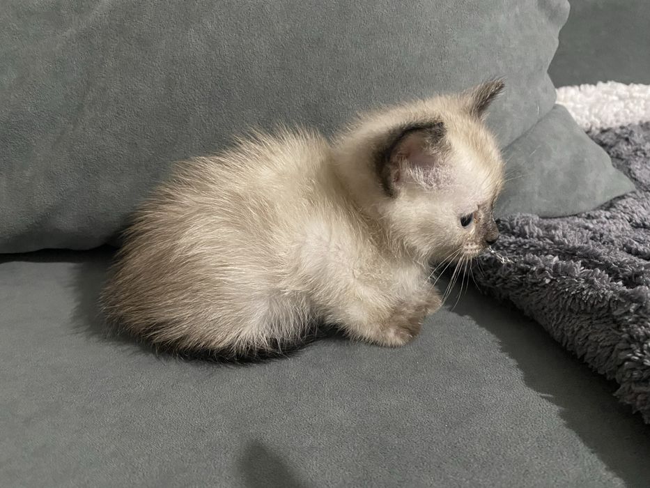 Котенок в добрые руки